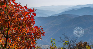 峰嶺紅葉季 秋天的絢麗盛宴