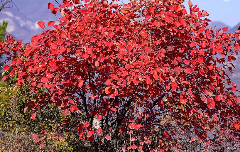 金秋紅葉畫中行