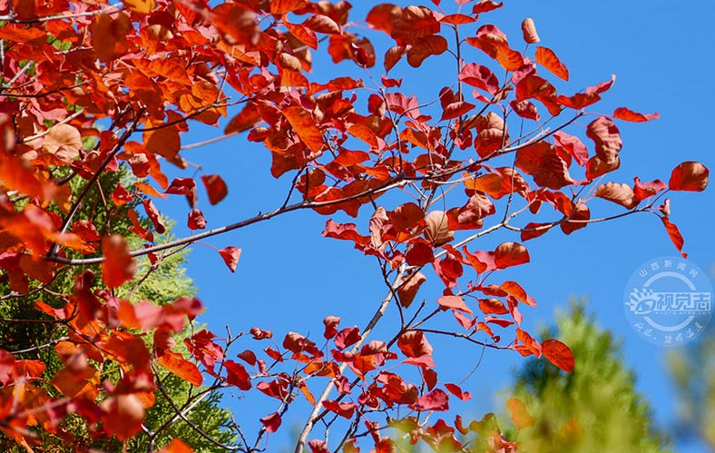 石膏山紅葉正當時