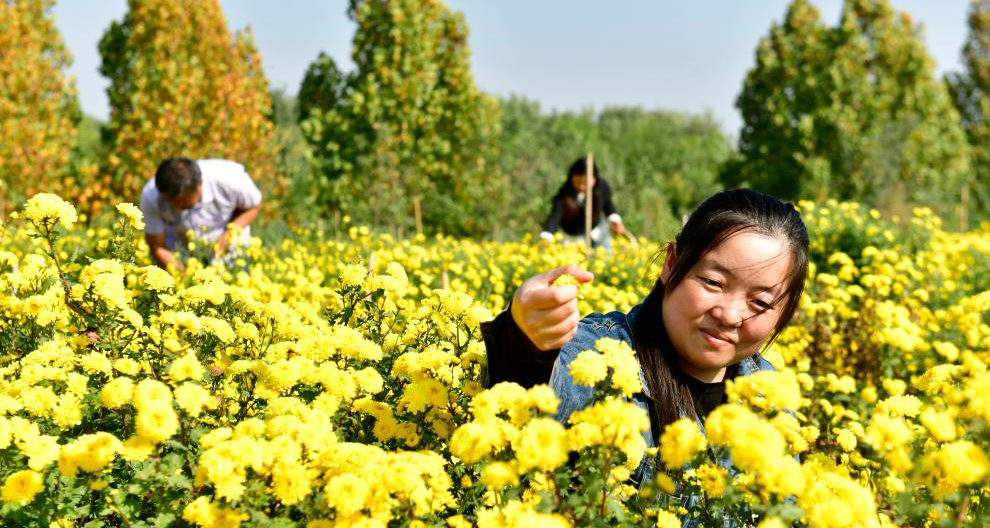 有機(jī)菊花助增收