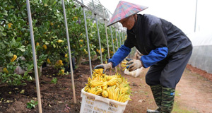 “金佛手”飄香