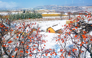 冰天雪地 紅燈滿枝