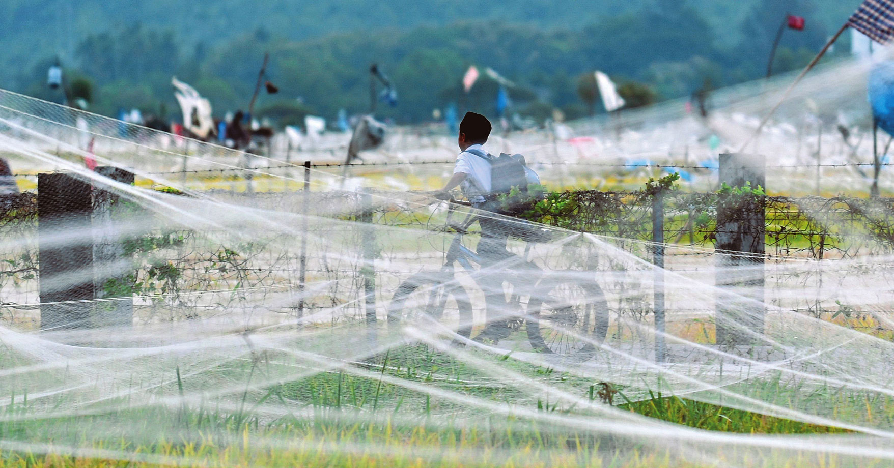 北印度尼西亞農田布網防鳥害