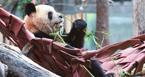 馬德里動(dòng)物園歡送大熊貓一家