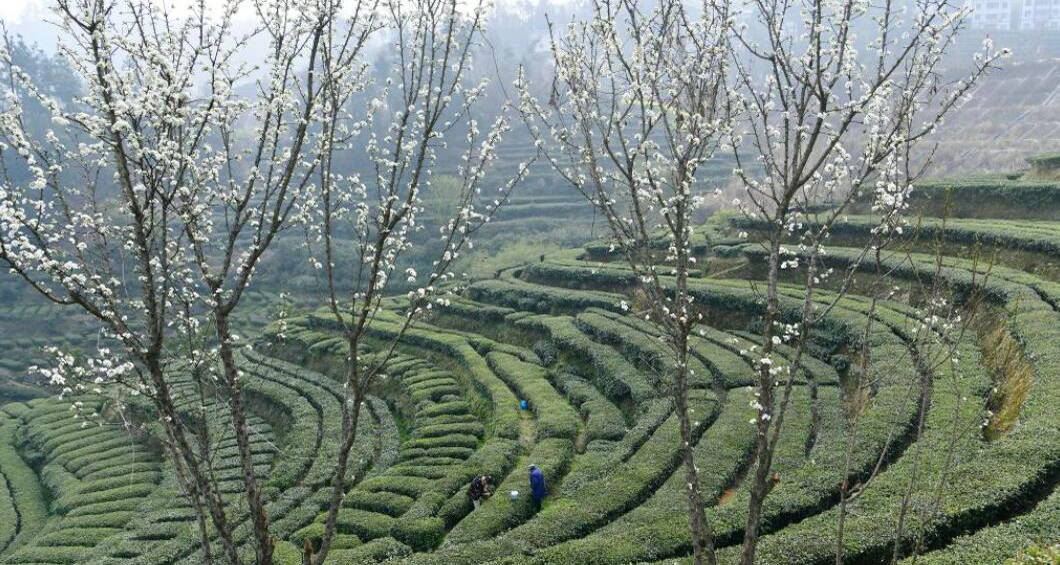 三峽庫區(qū)早春茶開采