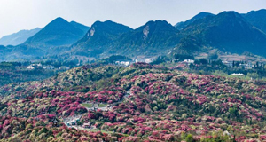 大地春歸 花開錦繡