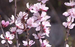 長(zhǎng)治千畝山桃花開(kāi)