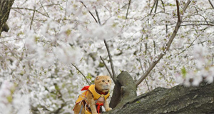 紐約中央公園櫻花盛開(kāi)