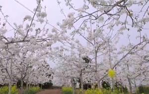 汾西縣千畝梨花進(jìn)入盛花期