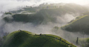 白霧似輕紗 茶山如碧海