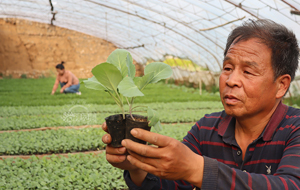 陽城：蔬菜育苗助農增收