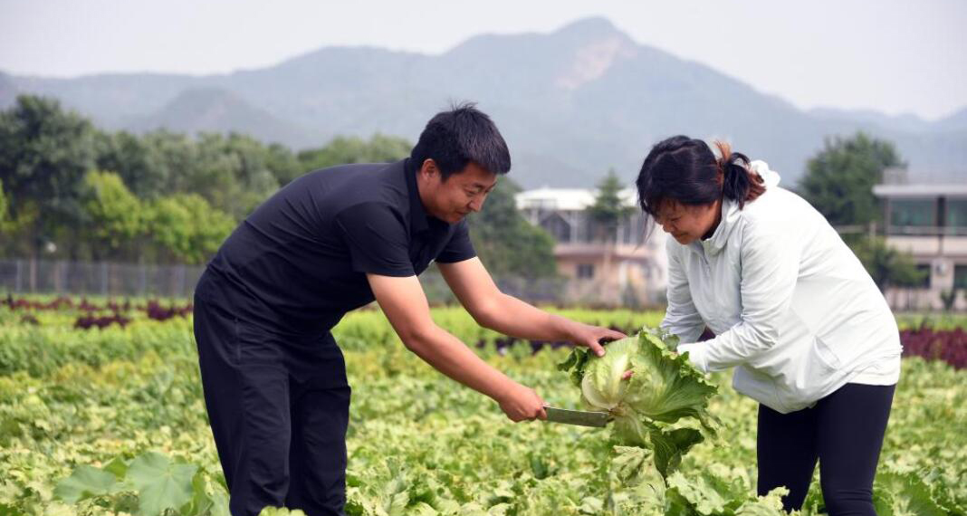 生菜成熟收獲忙