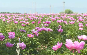 朔城區(qū)：芍藥花開 “打卡”正當(dāng)時