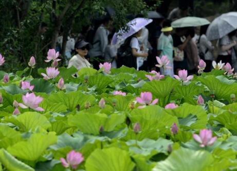 盛夏時(shí)節(jié)荷花香