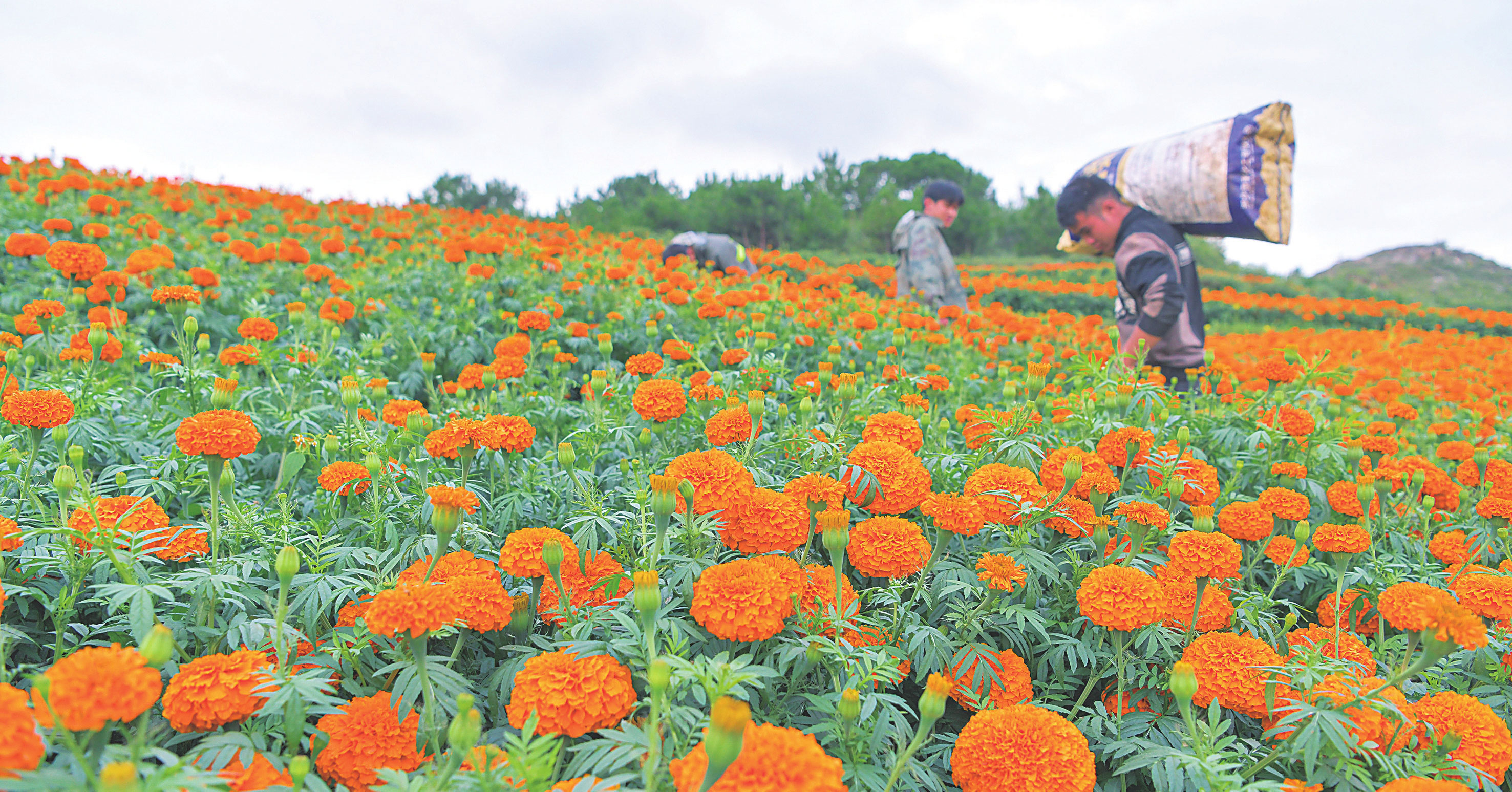 貴州威寧：萬壽菊開出“致富花”