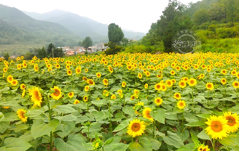 百畝油葵花競(jìng)相開(kāi)