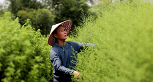 廣西山區(qū)“小草”惠澤非洲