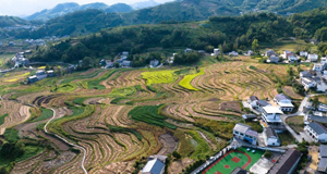 世界灌溉工程遺產鳳堰梯田迎來收獲季