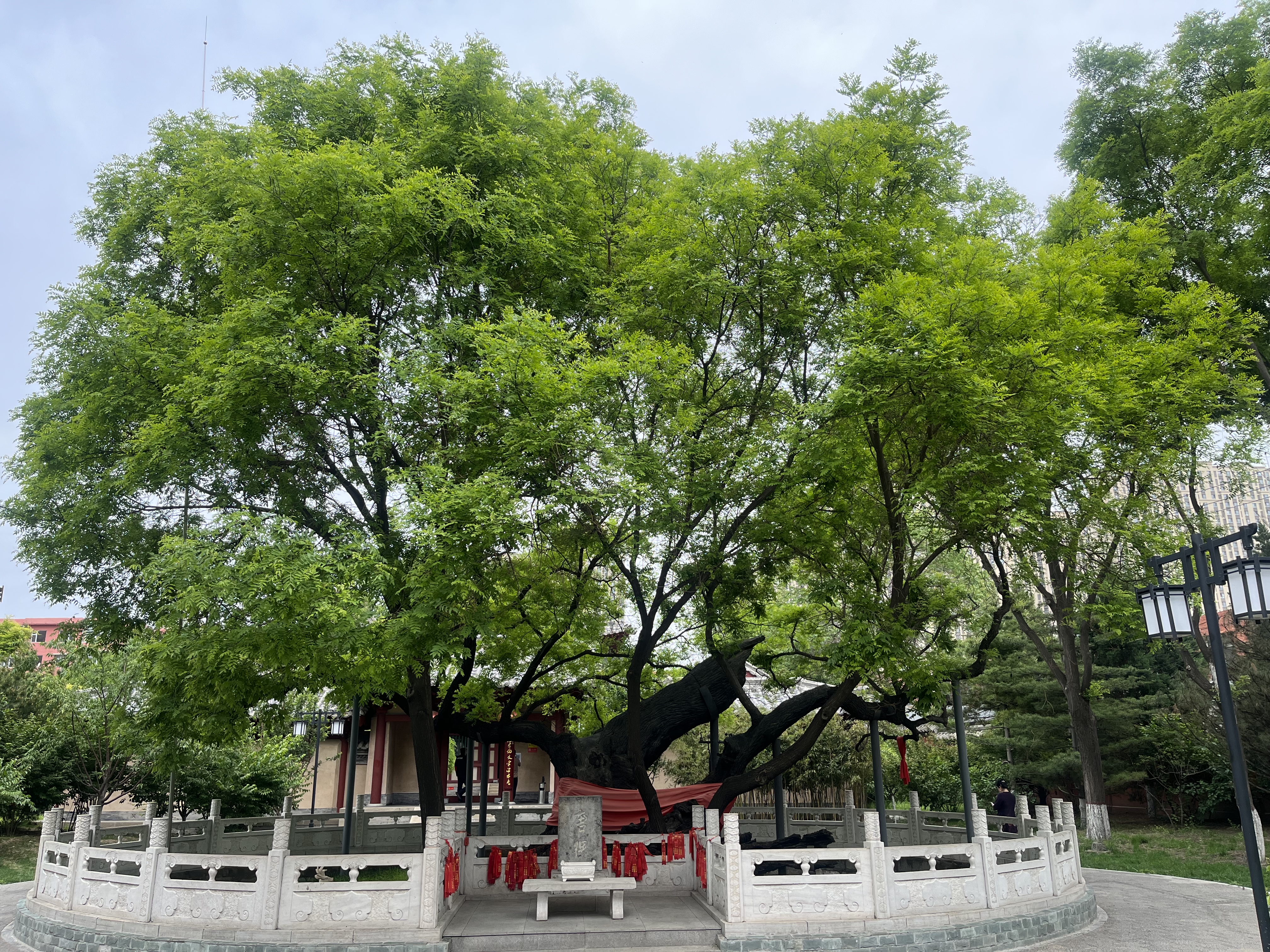 5.狄仁杰文化公園內(nèi)狄母手植槐。一出地面就分為兩大極，西北枝直徑為140厘米，東南枝沿地面橫伸，直徑為120厘米。兩個枝椏上各萌生出一個直徑為43厘米的分枝，樹冠東西14.8米，南北10米，樹高8.6米。東南枝凹凸不平的樹皮，沿地面橫爬，梢端略翹起，酷像一條鯉魚頭。現(xiàn)枝繁葉茂，年年開花結籽。.jpg