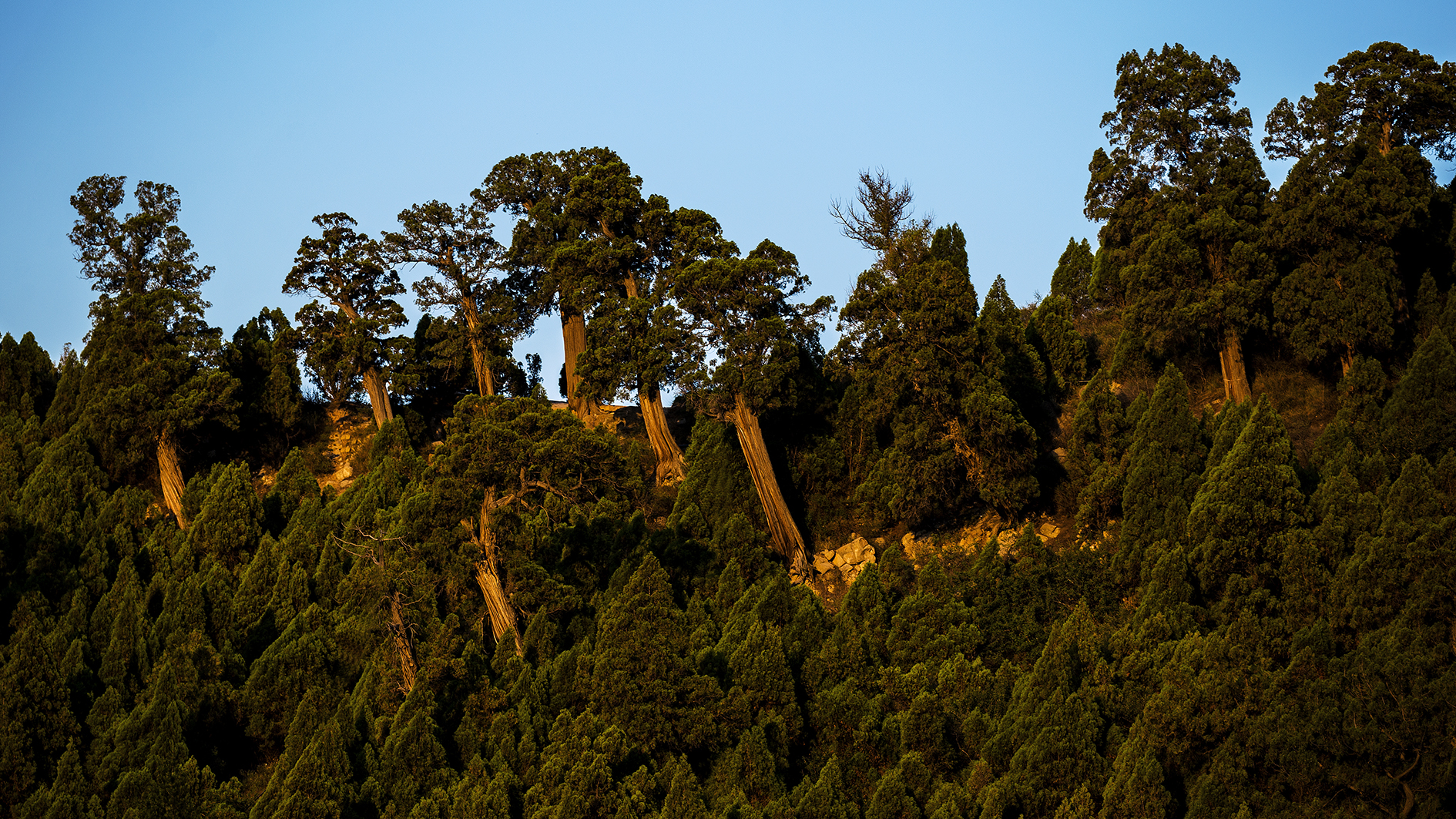 9.交城卦山古柏群生長在山形八卦的山凹里,離縣城兩公里,總占地面積1500余畝，柏樹占地800畝,古柏樹約五萬余株,百年以上的有兩萬余株。.jpg